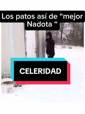 Celeridad significa rapidez o velocidad en la ejecución de algo. Se utiliza para describir la prontitud con la que se lleva a cabo una acción o se produce un movimiento. Es sinónimo de agilidad, presteza o diligencia. #palabras #aprender #culturainculta #parati #patos #risas #humo