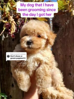 Replying to @LeoooH And no, shaving her didn’t cause her to change color that’s just genetics. She’s a poodle with the fading gene so born an apricot but faded down to a cream, it’s easy to predict especially with that first picture. #fyp #dogcontent #dogcommunity #fypシ゚viral #fypシ #poodle #plumiathetoy #plumiathepoodle #toypoodle #creampoodle 