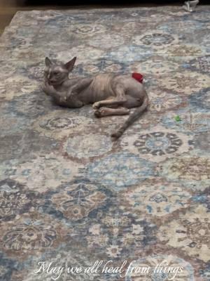 Kitten interpretive dance.  #cat #catsoftiktok #catsmoves #eliza #elizasadventures #ameliaandeliza #sphynxoftiktok #sphynxcat #ameliaspurrfectworld #sphynxkitten #sphynxoftheday #healing #HealingJourney 