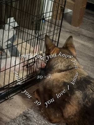 Kaiya loves and protects Ollie exactly they way she did Max 😭❤️ #kaiya #ollie #gsd #gsdoftiktok #gsdlove #frenchie #frenchiepuppy #frenchbulldog #frenchbulldogpuppy #puppy #dogs #dogsoftiktok #puppytiktok #fy #fyppppppppppppppppppppppp #fypツ #fypシ゚viral #fyppp #foryoupage #foryourpage 