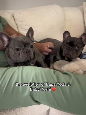 Family Furrever 💙 #PetsOfTikTok #frenchiesoftiktok #frenchietiktok #frenchbulldogsoftiktok #frenchietok #frenchbulldog #frenchbulldogtok #frenchieoftheday #frenchiepuppy #dadandson #puppytok #puppytiktok #frenchbulldogtiktok #frenchielife 