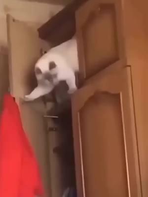 #part64 #Funny #Funny Moments of Animals