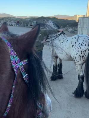 Stephan hasn’t ridden regularly for years, still has that natural talent, and we did two days in a row to which he rode bareback and his legs finally said enough hahaha #barebackriding  #lordxalvador #gypsian #morrobay #california #californiadreaming #sunset #toofunny #makingmemories #beach #beachvibes #gallopingonbeach #galloping #goodtimes 