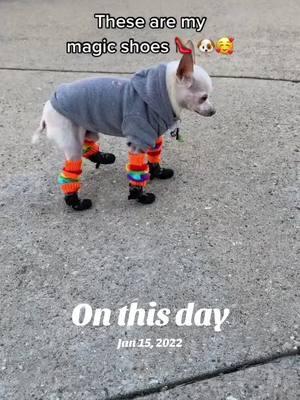 Memories of my cute chihuahua? Will you mass follow for more memories of my sweet tiny dog. #onthisday #massfollow #massfollowing #cutedog #magicshoes 