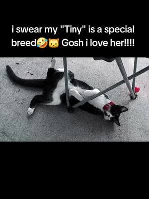 SHES TOO CUTE NOT TO SHARE THIS. SO MUCH CUTENESS HAS TO BE SHARE 🐱💕🥰 ##PetsOfTikTok #mascotastiktok #shestoocute #🐱🐱 #🐱🐱🐱 #🐱❤️ #🐱 #tiny #gatosdetiktok #catsoftiktok #ptp #ptpage #fyi #fyip #fyipシツ #cuteness #cositas @elopez20212021 