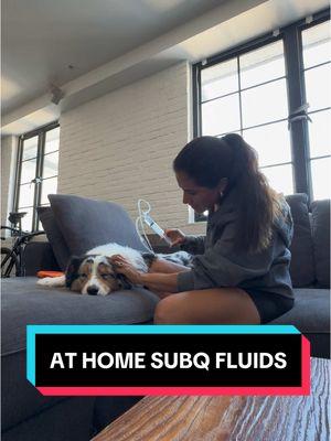 #athome #subcutaneousfluids #subqfluids #dog #dogsoftiktok #kidneyfailure #kidneydysplasia #aussie #shepherd #australianshepherd #aussiethings #foryoupage❤️❤️ #dogo #aussielife #fyp #tips #dogcare #dogcaretips 