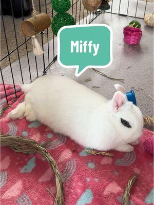 Adorable sleepy Miffy 🥹🐰 #cutebunny #sleepybunny #sleepypets #babybunny #dwarfhotot #hototbunny #bunnylife #cutenessoverload #rescuebunny #miffybunny #adoptdontshop 