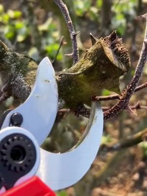 Got a garden or orchard? Try this #ElectricPruningShears for effortless tree and flower trimming. The perfect #PowerTool and #LifeHelper for your gardening needs! #GardenEssentials #OrchardCare #DIYTools #TechGadgets #TqkTokShopHolidayHaul #TikTokShopLastChance#TikTokShopNewYearNewAura#spotlightfinds 