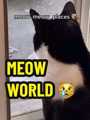 MEOW WORLD. 😿 (Mad World but for cats because Liora is sad she’s not going to have as much attention too.) #meowworld #madworld #parody #catsongs #smartestcatintheworld #tearsforfears #garyjules 