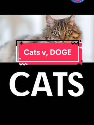 Cats: 1 D.O.G.E.: 0 #catsrule #catlady #doge #catladylife #clawsout #childlesscatladies #2025 #elon #catfight 