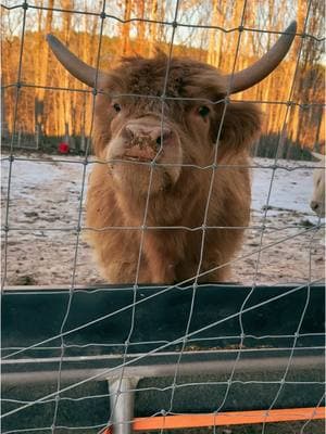 There are gentle parents and there are those who throw horns. Lainey Wilson needs a break from her keeds. No baby daddies to help her with these fluffy cows. (Rip gets a peaceful dinner all by himself.) Meanwhile, Tagg just wants one bite. #laineywilson #tagg #mini #highlandcow #ripandhisheifers 