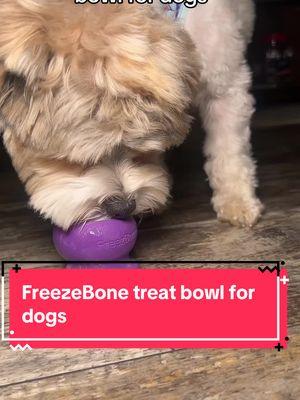 Letti loves her FreezeBone. #dogtreats #treatsfordogs #frozentreatsfordogs #freezebone #freezeballs #dogsoftiktok #dogsofttiktok #dogtok #fyp 