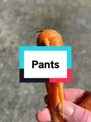 Sometimes I just can't help myself.  #equestrian #pants #carrot #thirdleg #fertility