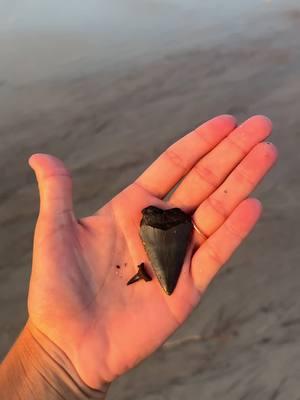 Yall can still find me at the beach if tik tok leaves 🦈🌾🐚☀️🤎 #fyp #foryou #tiktokban #relatable #florida #sharkteeth #sharktoothhunting #beachfinds #shelling #livingatthebeach #beachtown #local #tiktokviral 