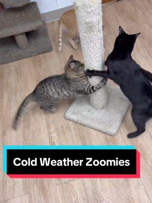 Why do cats get the zoomies when it’s cold? ❄️ Turns out, cooler weather brings out their inner athletes! 🐾 When the wild instincts kick in, your home becomes their racetrack. Whether it’s to stay active, mimic the hunt, or just bond with their feline friends, those playful sprints are full of purpose. Have your cats been teaming up for zoomie chaos lately? Share your funniest cold-weather zoomie stories in the comments—we’d love to hear them! 🏃‍♂️🐾 #ColdWeatherZoomies #zoomies #catzoomies #catfacts #thecatterycc #felinefun 