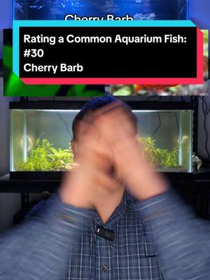 Rating a Common Aquarium Fish: Cherry Barb #thompsonaquatics #ratingfish #cherrybarb #aquariumfish #aquarium 