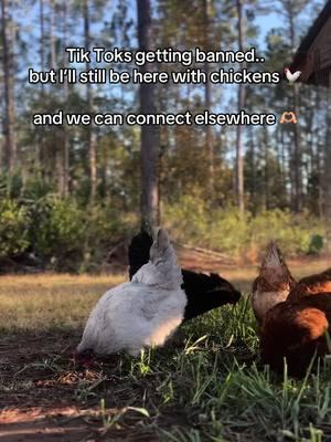 Only a few days left together on tik tok 😭 I’ll still be on I G & S H O R T S  #halefamilyhomestead #backyardchickens #homestead #homesteader #homesteadlife #homesteadmama #farmlife 