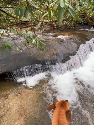 could this be the last waterfall wednesday? #waterfall #hikes #chasingwaterfalls #creek #nature #therapy #foryou