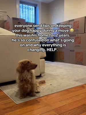 Today is MOVING day!!! everyone send tips RIGHT NOW on how to keep my dog happy in a new home 😭 hes so sad and confused #noodleyorkcity #dogmom #dogowner #dogtips #puppytips 