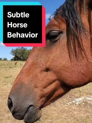 Subtle Horse Behavior & Tension  #alternativehorsemanship #horsebehavior #horse 