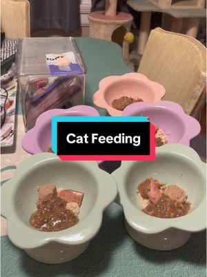 Let’s feed some cats #cats #cattok #catsoftiktok #catfood #catfeeding #catnutrition #wetcatfood #cattreats #asmr #asmrfood #eatingasmr #catasmr #kittens #kittensoftiktok #catfoodtips 