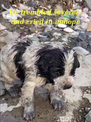 We found poor puppy who’s thrown into a drain in garbage dunp🥹😭🙏#respect #animals #dog #dogs #dogsoftiktok #rescuedog #helpdogs #smartdog #fyp #foryou #humanity 