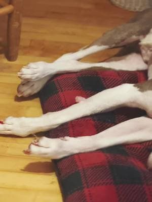 “But will your new Great Pyrenees shelter pup get along with your old rescue pittie?” #greatpyreneespuppy #shelterdogs #rescuedogs #wholesome