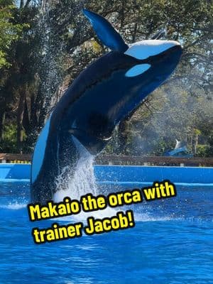 Here’s an up close look at Makaio. Makaio is a 14 year old male killer whale that calls SeaWorld Orlando home. Here Makaio shows off some of his repertoire while showing off for dine with orcas guests! Also in the pool with him is his best bud, Trua who is a 19 year old male killer whale. #seaworld #seaworldorlando #seaworldsanantonio #seaworldsandiego #show #seaworldrescue #watch #cute #cuteanimals #marinemammal #funny #blowthisup #dolphin #dolphins #dolphinshow #orca #orcas #orcaencounter #seaworldcares #killerwhale #killerwhales #makaio #trua #seaworldorcas #dine #dinewithorcas #wow #amazing #cool #Love #f #fyp #fypシ #fypシ゚viral #fypage #fy #fypシ゚viral #fypage #foru #foryoupage #foruyou #foryourpage #tiktok #for #swo #watch 