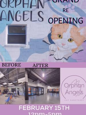 GRAND REOPENING! February 15 😻 #catshelter #freeroam #cagefree #catsoftiktok #2025 #eriepa #feline #cats #orphanangels #nokill #rescuelife #rescue #beforeandafter #thenvsnow 