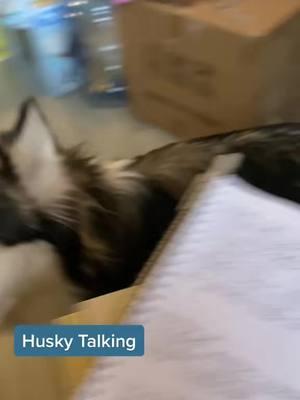 In case tiktok gets banned follow us on Instagram! Link in bio! #tiktokhusky #huskylife #funnyhuskyvideo #lunathehusky #talkinghusky #talkingdog #huskysoftiktok #husky #prettyhusky #wolfdog #huskyhowling #huskytalkingback  #huskytalk #talkingdogsoftiktok #wolfdog #bordercollie #gianthusky #souldog #puppiesoftiktok 