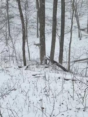 #hunter #hunt #treestandhunting #treestand #huntinglife #buck #bucks #buckscounty #deer #antlers #antler #huntingusa🇺🇸 #giant #bigbuck #bigbucks #snow #snowing #snowing🌨🌨🌨 #buckfever #winter #winterwonderland #foryoupage #fyp #fypシ #fypシ゚viral #fypage #viralvideos #cold #coldweather 