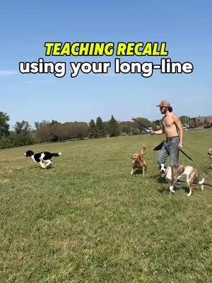 RECALL TRAINING. #dogtrainer dogtraining #dogtrainingtips #offleash #puppytraining #dogpack #dogwalking #doglover #dogpsychology #dogbehavior #offleash #offleashlife #recalltraining #fyp