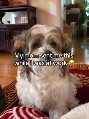 Mom’s legs fell asleep but what your senior dog wants, he gets lol #dogsoftiktok #lhasaapso #seniordogs #MomsofTikTok 