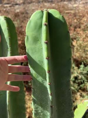 What you shouldn’t do if you want to propagate a cactus 🌵😵‍💫 Idk I could’ve sworn I went all the way through but here it is 🥲   Also an update on the seeds  #cactus #propagate #cactuslovers #PlantTok #planttiktok #plantfail #cactusgarden #plantcare 