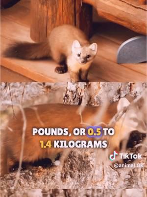 #greenscreenvideo #pinemarten #need #favoriteanimal #fyp 