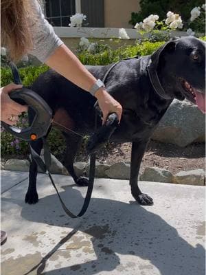 If you're upgrading your 2025 wellness gear, you'll definitely need to add a Spleash, a pet water bottle that attaches onto your leash and doubles as a handle. The best part? It has a flip-open bowl for quick water breaks and can even help spray off dirty paws!  #PetHydration #DogWalks #NewYearResolutions #FitnessGoals #Spleash panion #DogWaterBottle #PetTravel #ServiceDogs #PetAccessories  #DogLife #ActiveDogs #PetCare #HydrationMatters #PetSafety #OutdoorAdventures #DogWalking #WellnessJourney  #PetCommunity #DogTraining #PetInnovation #DogHealth #PetLove #AdventureDogs #HealthyLiving 