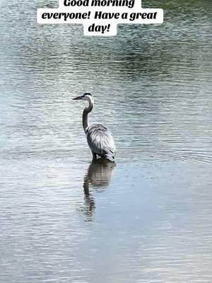 #venicefl #veniceflorida #floridacheck #floridalife #floridalife #floridaliving #florida #floridavibes #wildlife #respectwildlife #wildlifelover #wildlifelovers #nature #natureathome #naturelover #naturelovers #natureloversoftiktok #heron #herons #greatblueheron #goodmorning 