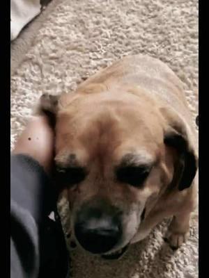 #puggle #memoriesofyou #rippuppy #puppylove #oldboi 