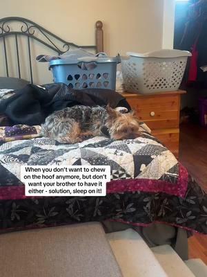 Makes complete sense #simplyimperfect #dogmom #yorkshireterrier #terriertude #harveymoe 