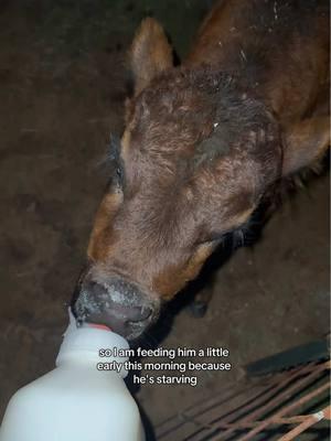 Happy Wednesday friends! #earlybirdgetstheworm #farmlife #hank #cattle #cattlefarm #cows #bottlefedcalf #cowgirls #countrygirl #countrylife 