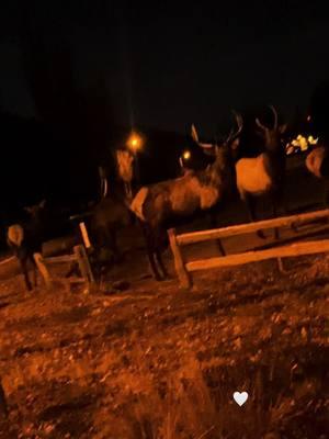 on my way to work ♥️ thankful af #power #itsagoodday #wildlife #elk #mountainlife 