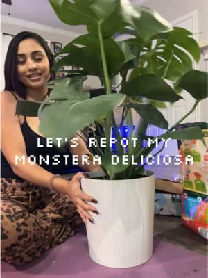 Let’s repot my monstera deliciosa and how to treat hyphan knots a healthy fungus #monsteradeliciosa #plantrepotting #monsteracaretips #spicysofia 