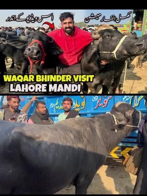 Waqar Bhinder Aj Lahore Mandi Gaya 😲 | 4 Buffalo or 1 Sanda ly k ay #UK #USA #Canada #waqarbhinder 