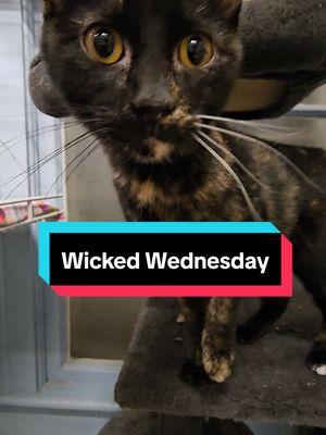 It's a Wicked Wednesday here at Cat House! #cats #catsoftiktok #sheltercats #wicked #elphaba #glinda #adoptdontshop #adopt #wickedmovie 