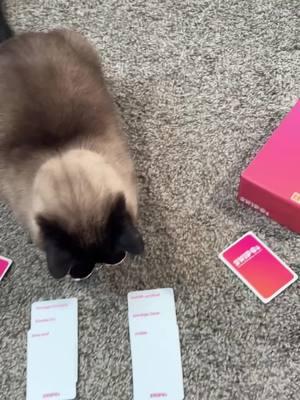 Decisions decisions. #cat #bap #swipe #newgame #fyp 