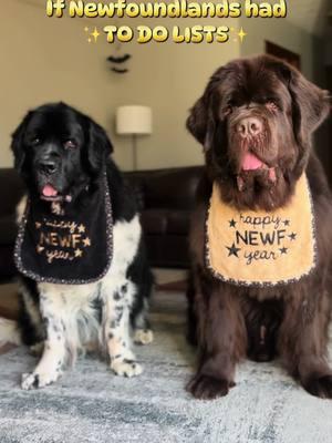 Busy day ahead…. #newfoundlanddogs #newfie #newfiesoftiktok #newfoundlandpuppy #doglife  #dogs #cutedogs 