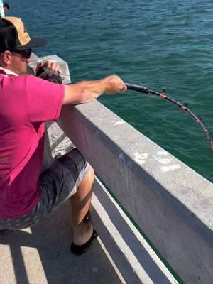 Goliath Grouper Skyway #skywaymisfits #fish #fishing #fishingislife #bridgemonsters #sharkvato #reelqualitysrq #tampabay #fishingaddict #fishingdaily #fishingtrip #FishingVibes #fishingvideos #grouper #goliathgrouper #skywayfishing #fishtok #fishingtiktoks 