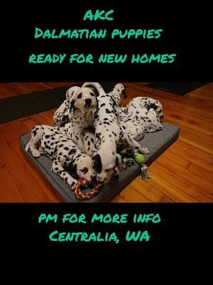 AKC registered Dalmatian puppies looking for new homes. located in Centralia Washington, pm for more info or send an email to emeraldcitydalmatians@gmail.com #dalmatiansoftiktok #puppy #dals #emeraldcitydalmatians #101dalmatians #pnwdals #getadalmatian #bestdogever #dogsoftiktok #mansbestfriend #spotted #spotteddog #dalmatianpuppiesforsale 