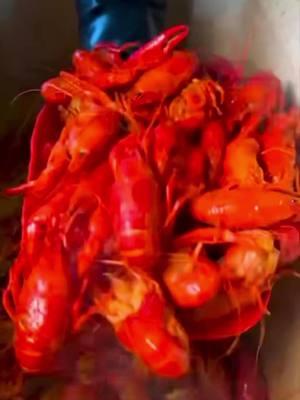 #thecrawfishboss #crawfishboss #youngsville #lafayettefoodies #broussard #boiledshrimp #geraldgruenig #boiledcrawfish#crawfishdrivethru