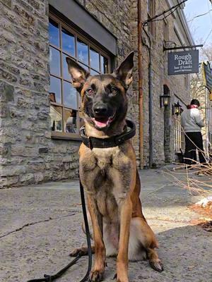 One of our favorite places to stop for a coffee and a good read 📚  . . #bookstore #nystate #travel #mustvisit #visitny #coffeehouse #coffeeshop #coffee #bakery #dogs #malinois #Belgianmalinois #travelwithdogs 